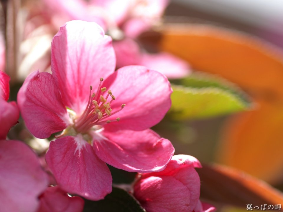 Blooming Pink Begonia Flower Macro