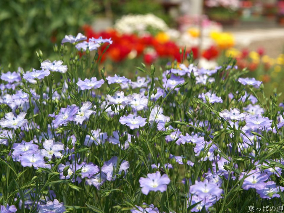Blooming Blue Flax Flowers In Garden