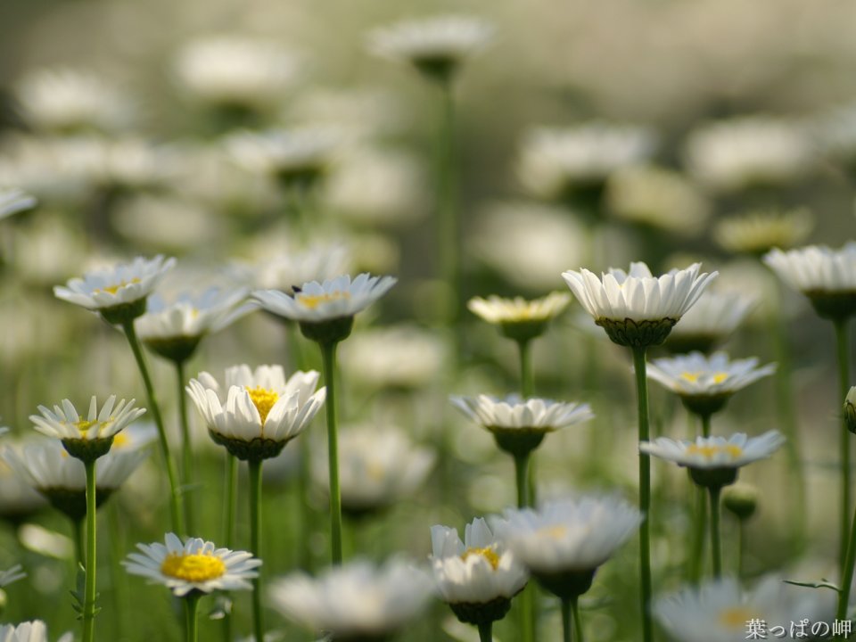 Fresh Healing White Daisy Field