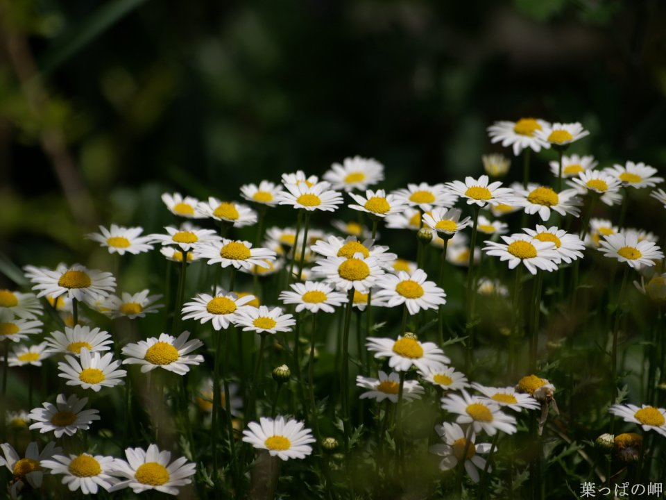 Fresh Blooming Daisies In Nature