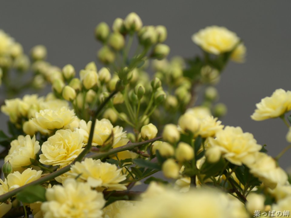 Fresh Yellow Rosa Banksiae Blossoms