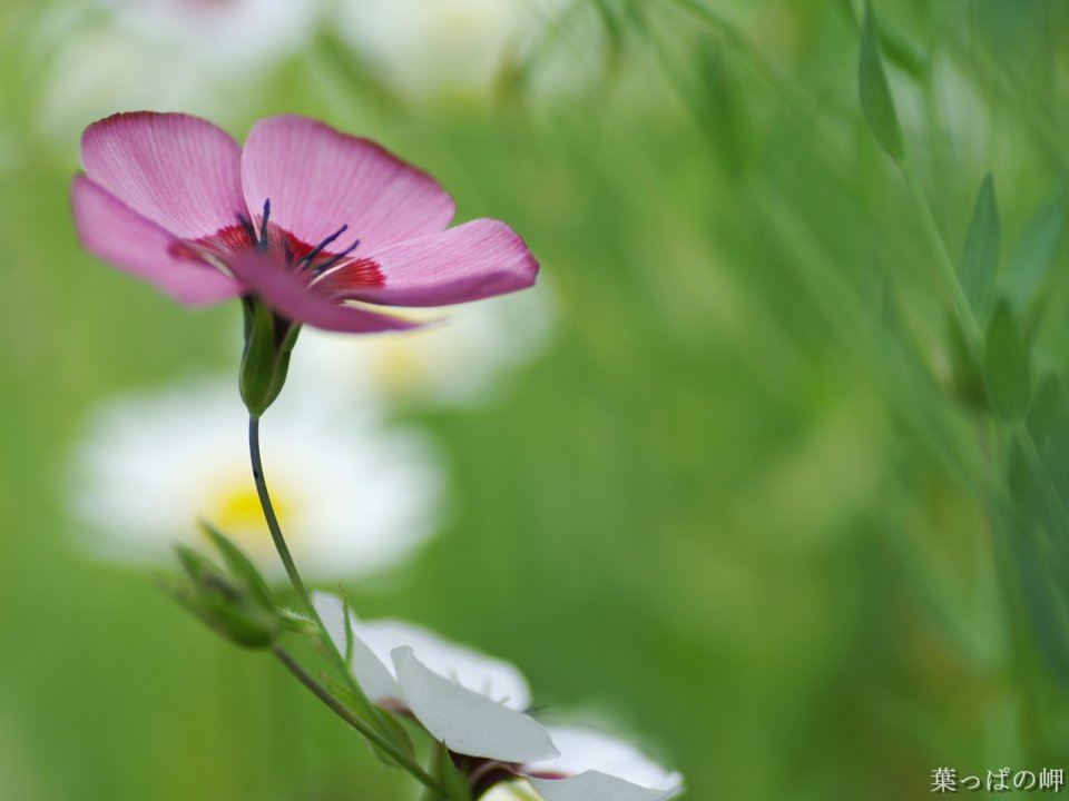 Delicate Pink Flax Flower Macro Photography