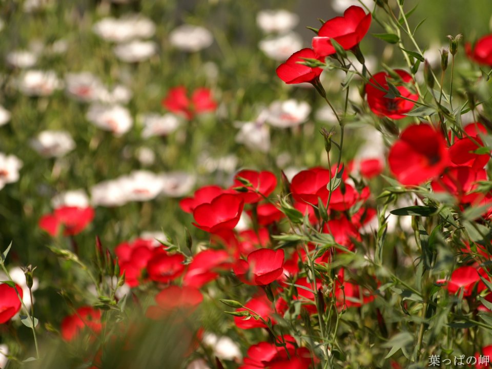 Blooming Red And White Flowers In Spring
