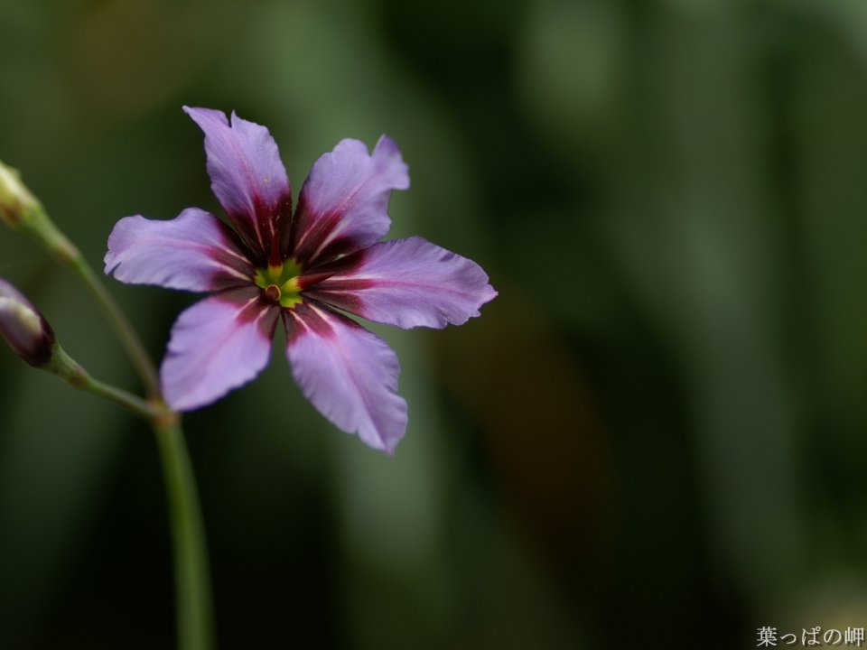 Purple Flower Macro Photography
