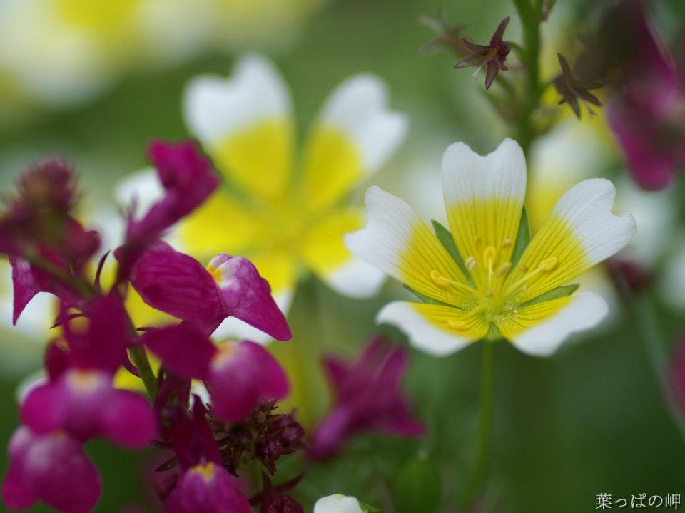 Limnanthes Douglasii And Linaria Flowers
