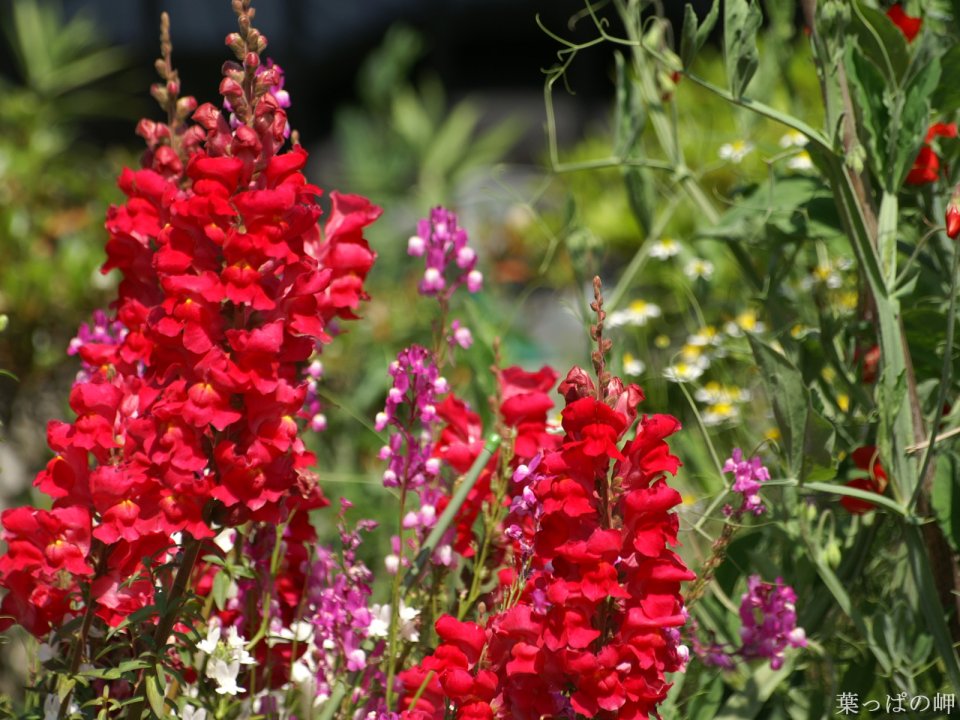 Vibrant Red Snapdragon Flowers In Garden
