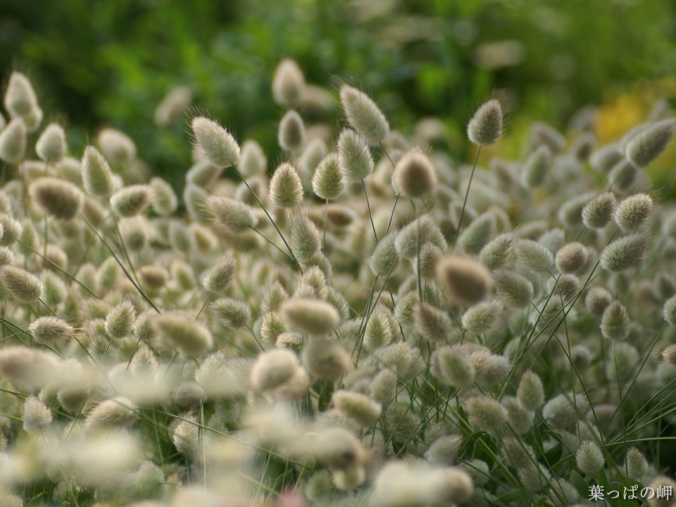 Fresh Healing Bunny Tail Grass Field