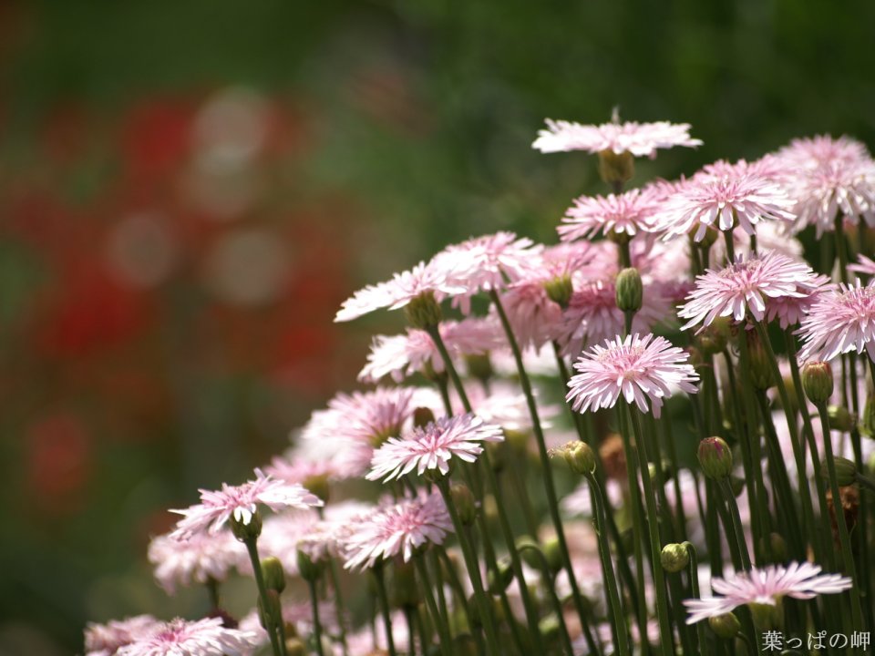 Fresh Pink Daisies In Spring