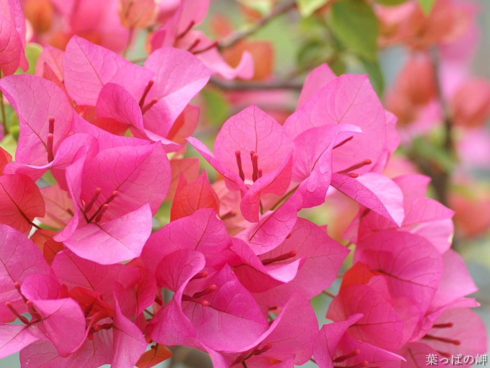 Vibrant Pink Bougainvillea Flowers