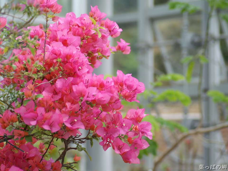 Blooming Pink Bougainvillea