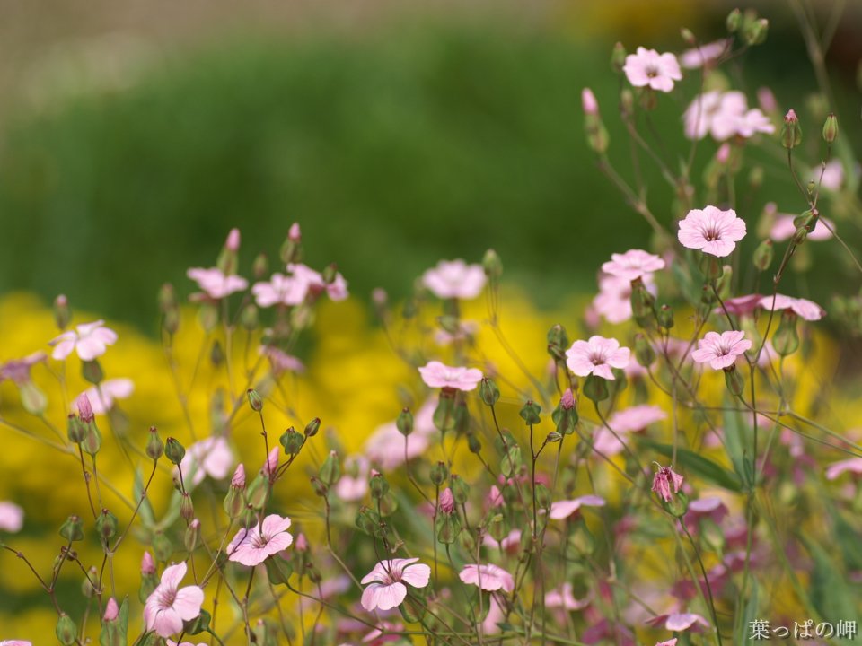 Fresh Pink Cow Soapwort Flowers