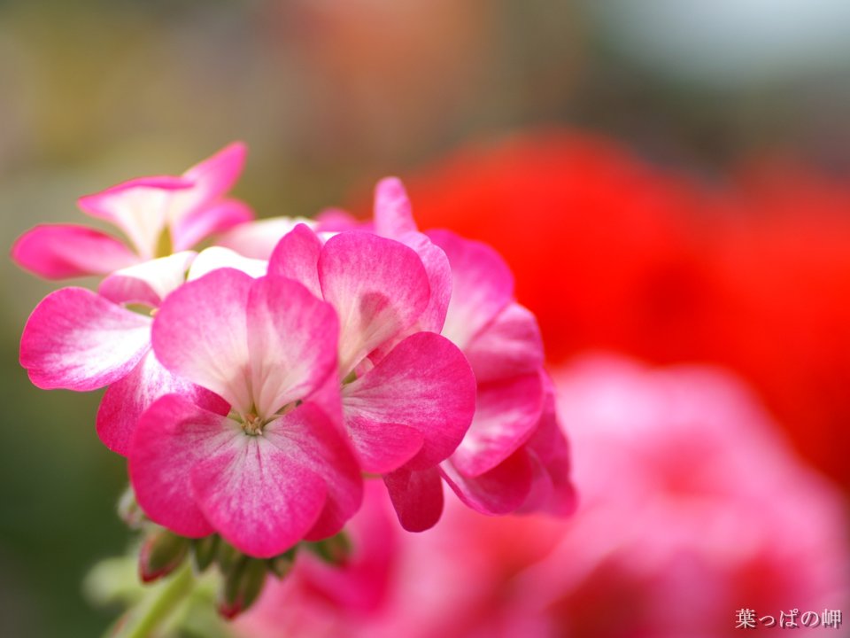 Japanese Geranium Flower Bloom