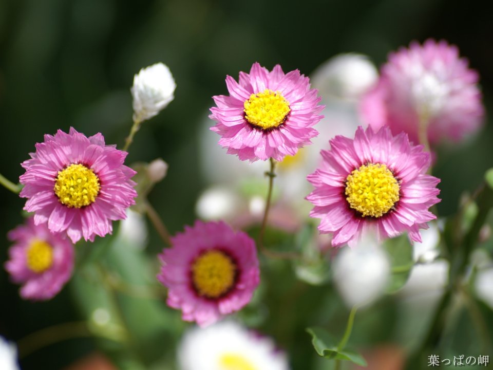 Pink Flower Photography Nature Landscape