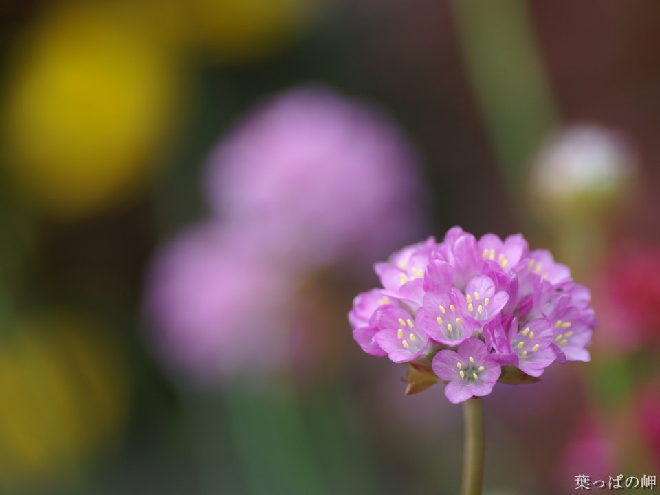 Pink Flower Macro Photography Japan