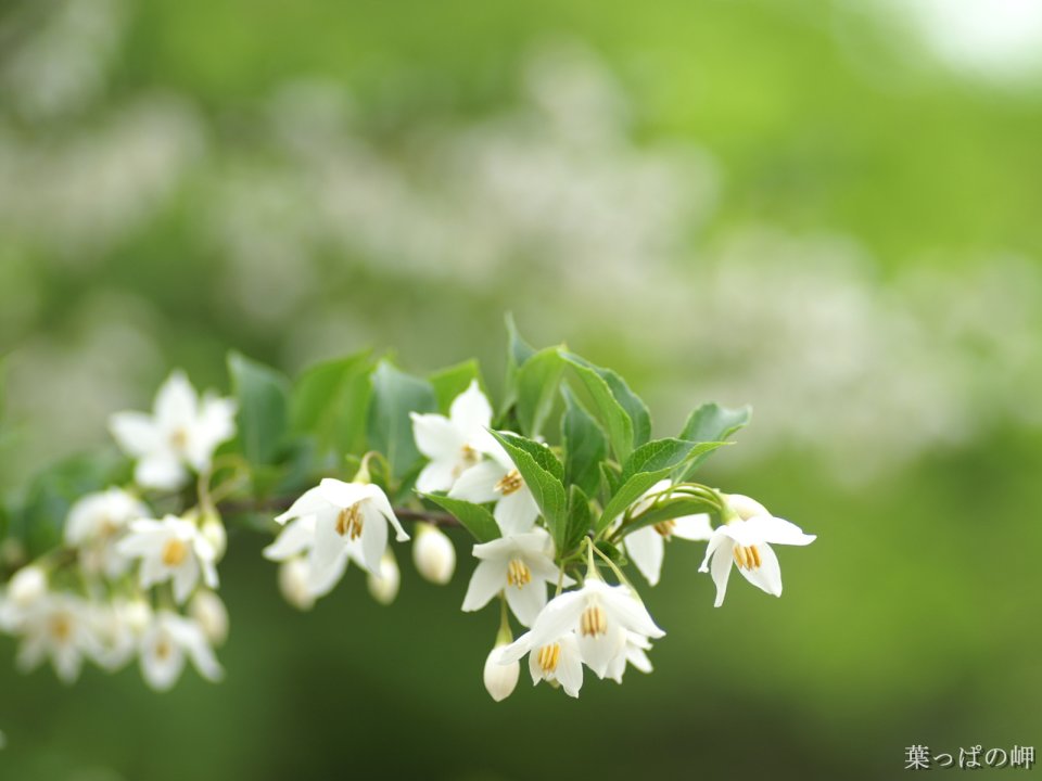 Japan Haguruma No Misaki White Flower Photography
