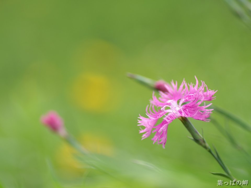 Pink Dianthus Flower In Japan