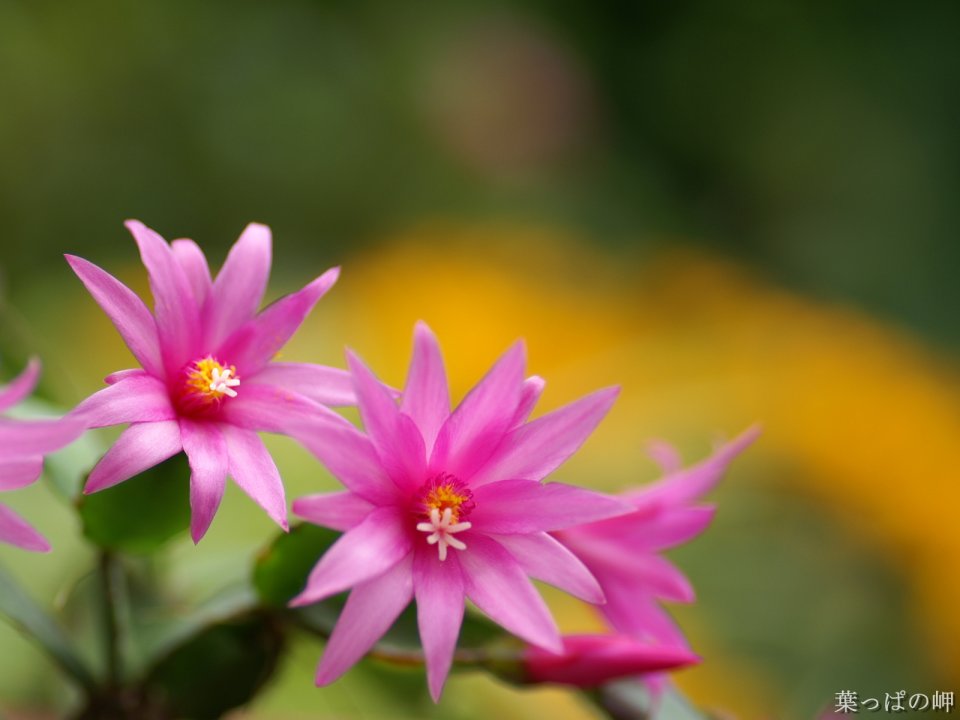 Japanese Cactus Flower Bloom