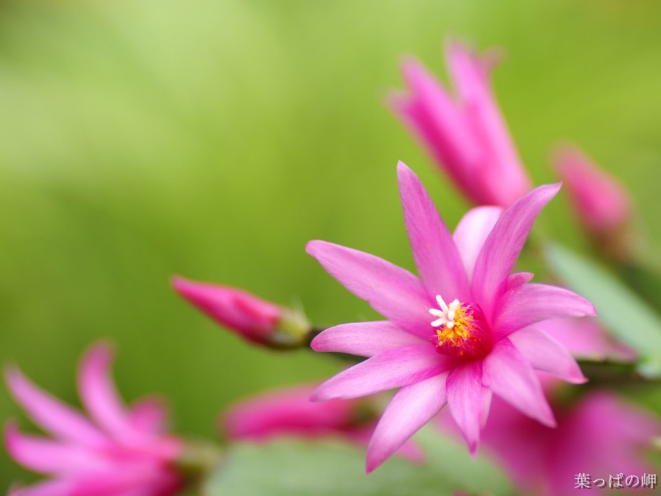 Japanese Cactus Flower Blooming