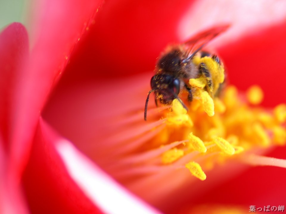 Bee On Red Flower Macro Photography