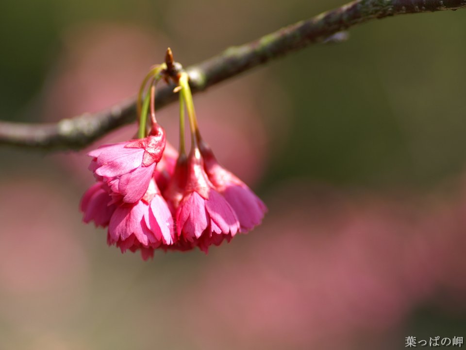 Japanese Spring Cherry Blossom Closeup