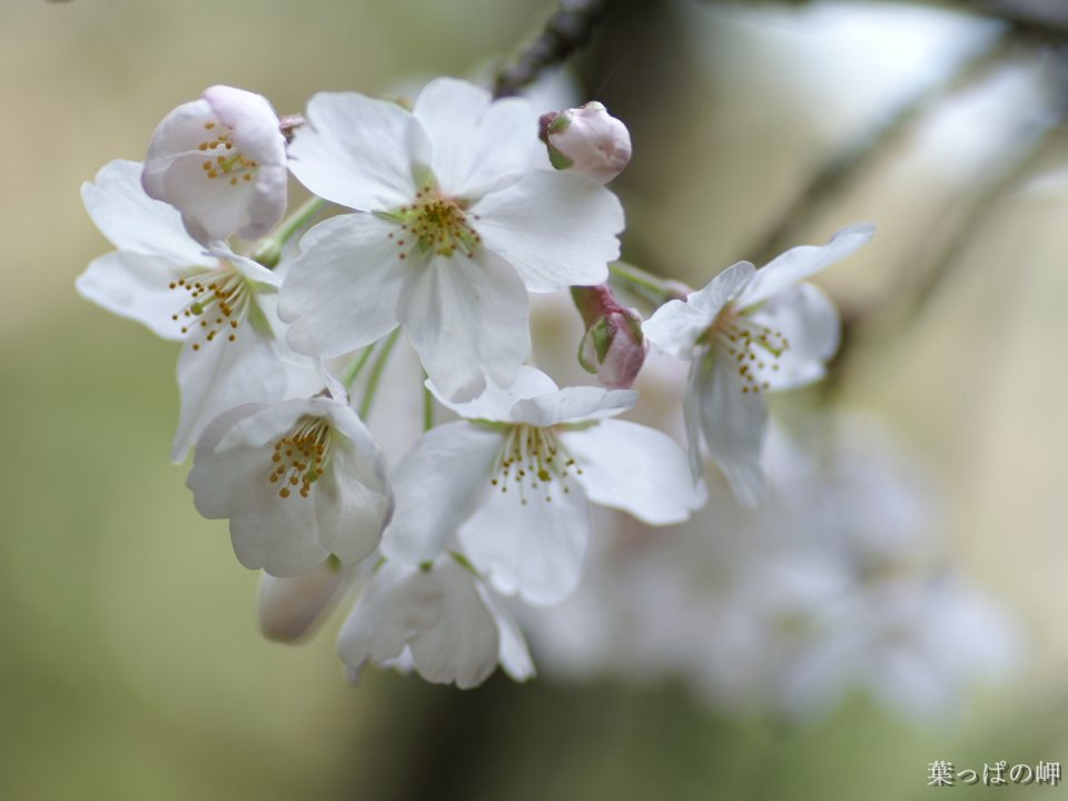 Japanese Sakura Blossom Spring