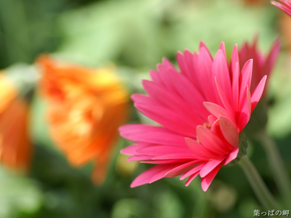 Pink African Daisy And Orange Flowers In Japanese Garden