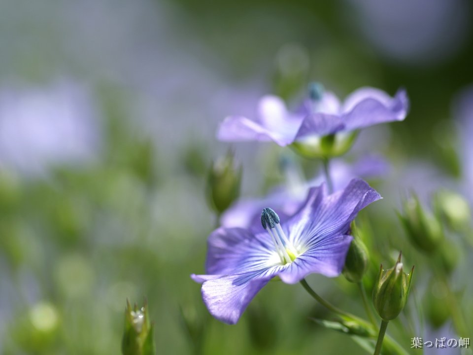 Japanese Purple Flower Photography