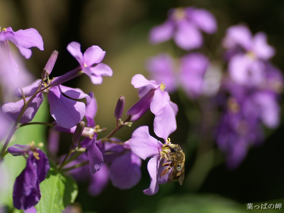 日本紫花蜜蜂采蜜