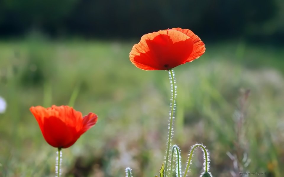 Red Poppies Spring Calm