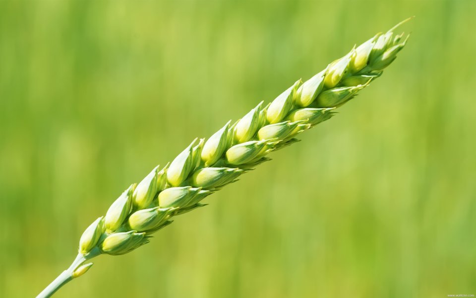 Green Wheat Ear In Field