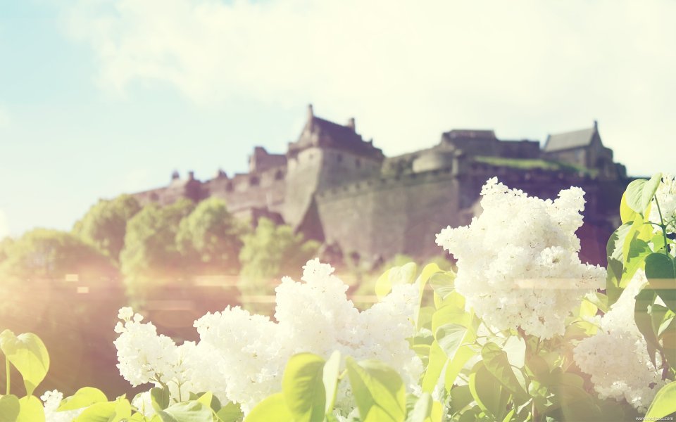 Edinburgh Castle Lilacs