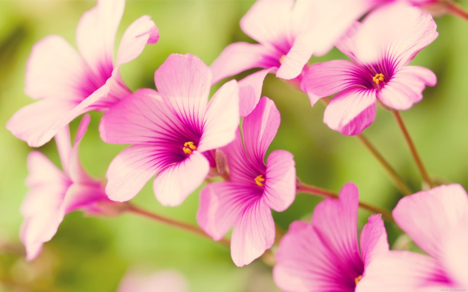 Pink Oxalis Flower Closeup