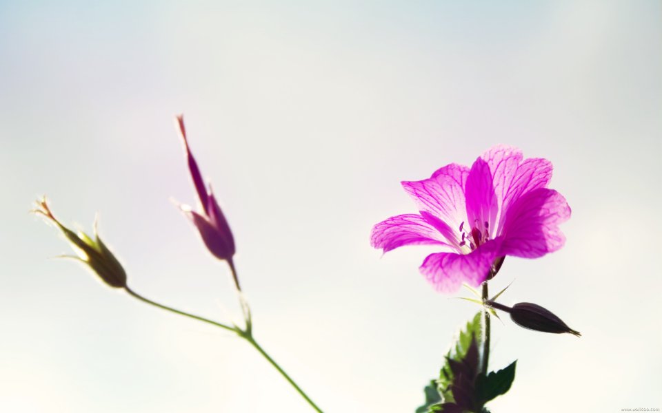 Purple Flower Sunlight Closeup