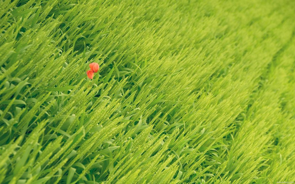 Single Red Tulip In Green Grass Field