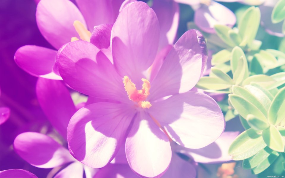 Purple Crocus Sunlight Closeup