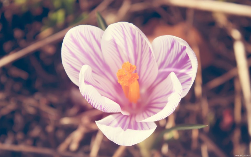 Blooming Crocus Spring Scene
