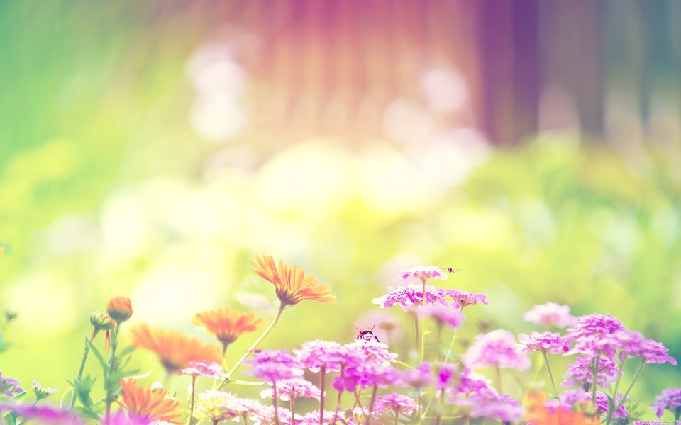 Fresh Floral: Large Wallpapers Vol. 4