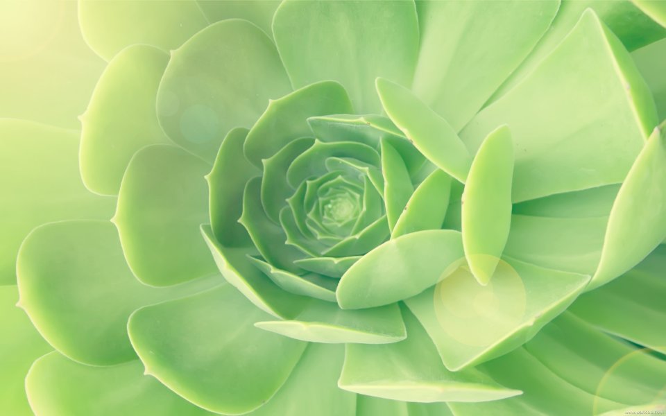 Green Succulent Leaf Spiral Closeup
