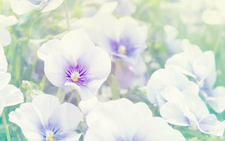 White Pansy Flowers Soft Focus Nature Scene