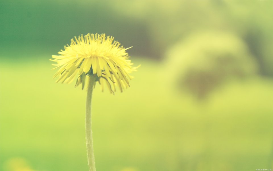 Dandelion On Green Grass Close Up