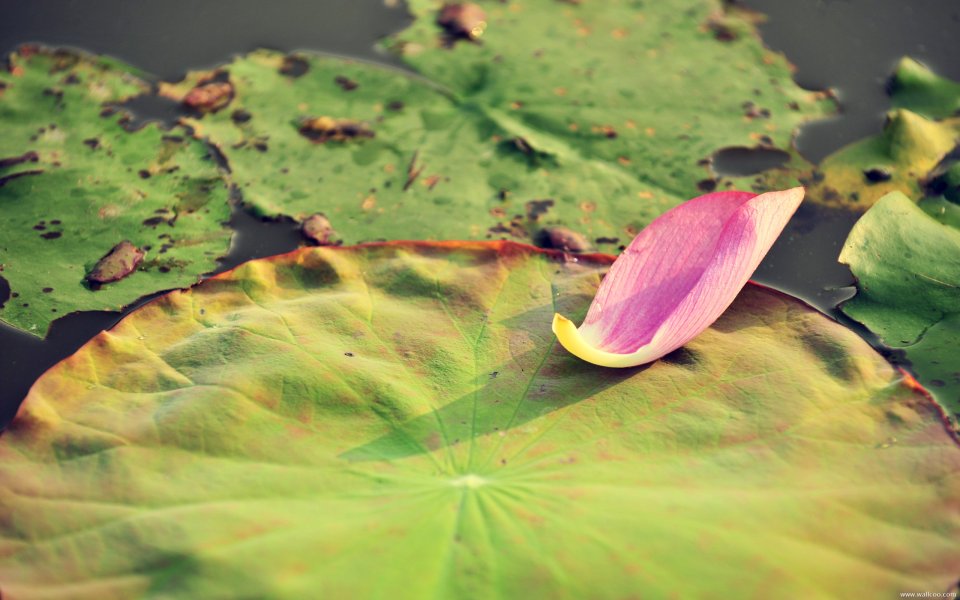 Chinese Pond Hotao And Lotus Leaves