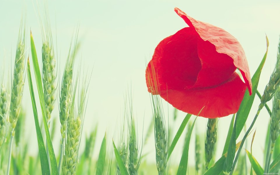 Red Poppy In Wheat Field