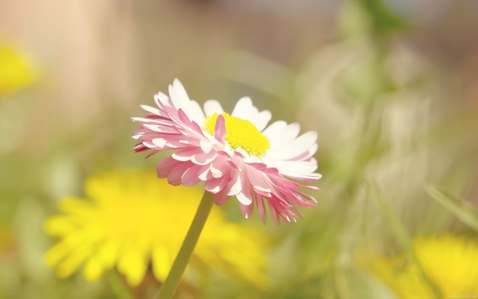Pink Daisy Sunlight Healing Scene