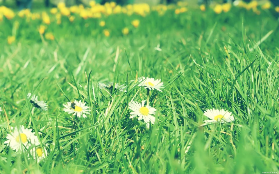 Green Grass Daisy Field