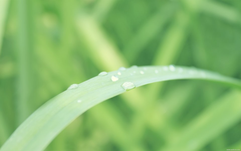 Close Up Of Dew Drops On Green Leaf