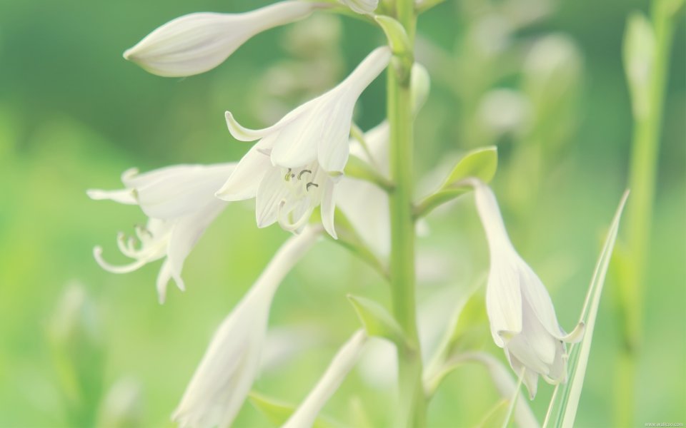 White Hosta Flowers In Spring