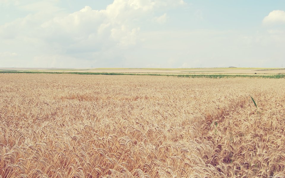 Golden Wheat Field Under Blue Sky