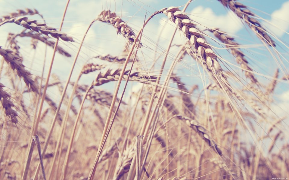 Golden Wheat Field Under Blue Sky