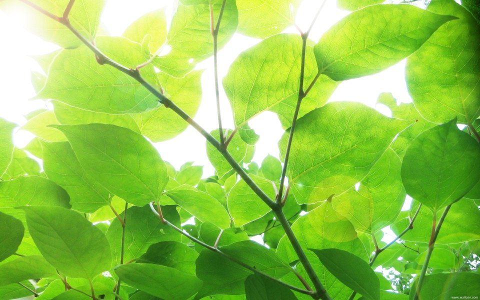 Sunlight Through Green Leaves Nature