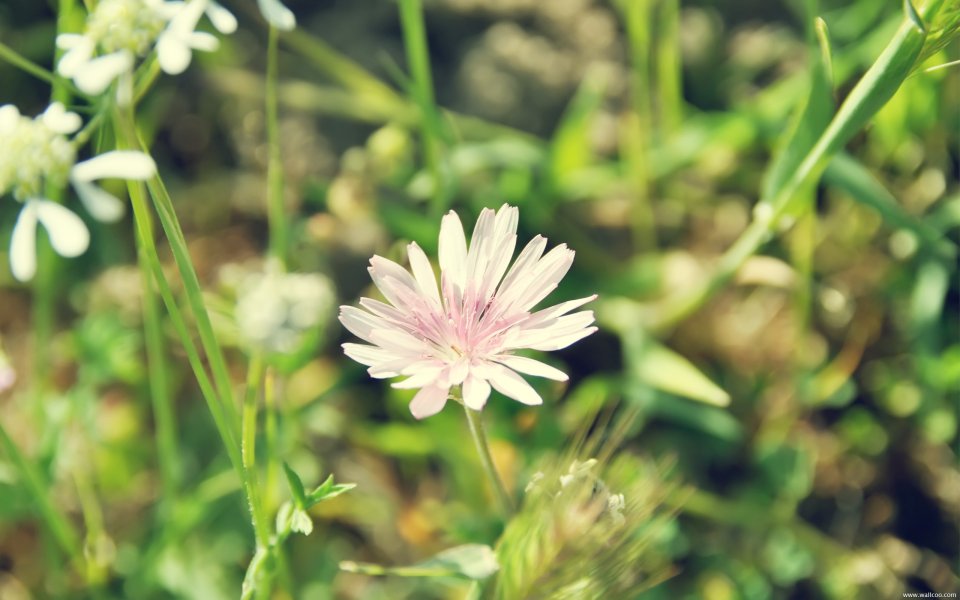 Spring Wildflower Macro Shot